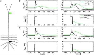 Resonance Analysis as a Tool for Characterizing Functional Division of Layer 5 Pyramidal Neurons